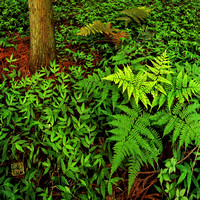 Ferns IMG_1261_Done Saturated IG Hanko