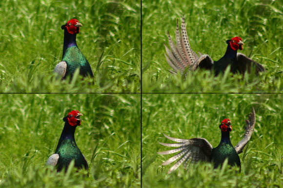 Mating Display - A Male Japanese Green Pheasant. キジのオス