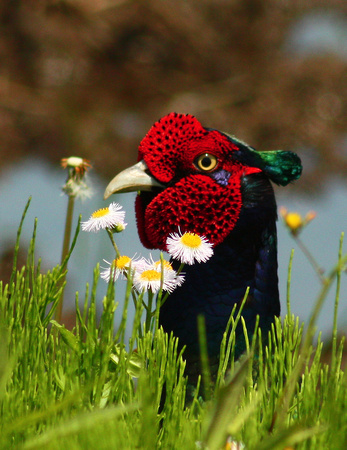 Smelling Daisies A Male Japanese Green Pheasant. キジのオス