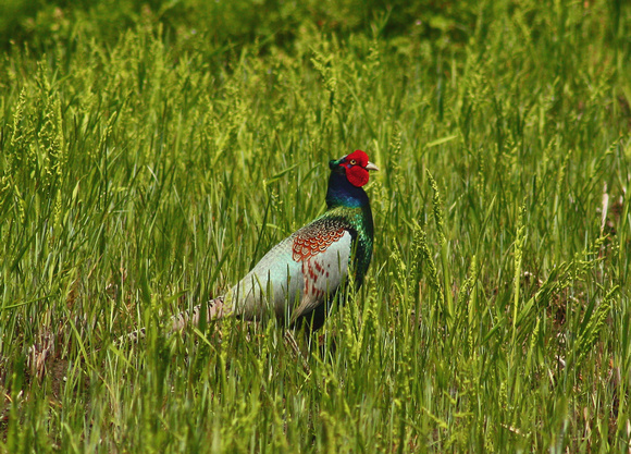 Male Japanese Green Pheasant キジのオス
