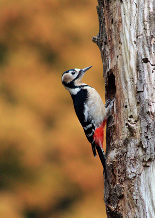 Great Spotted Woodpecker  アカゲラ