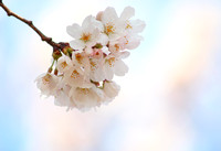 Blue Sky Sakura 桜と青空