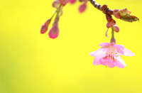 First Sakura　初桜