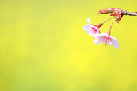 Sakura and a field of yellow flowers　桜の菜の花