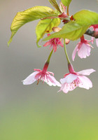 Kawazu Cherry Blossom　カワズザクラ