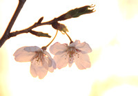Two Sakura　二つの桜