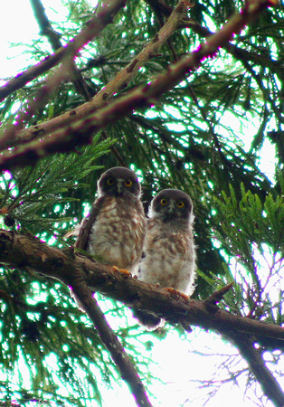 Baby Hawk-Owls