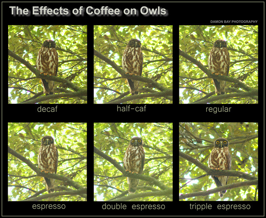 The Effects of Coffee on Owls Small