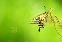 Ageha Swallowtail