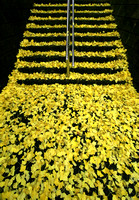 Yellow Carpet_9266