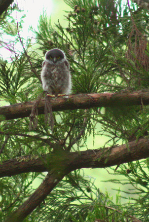 Baby Brown Hawk-owl