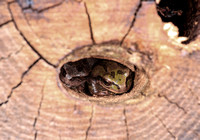 Hibernating Frogs 20 0624