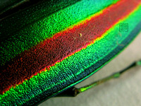 Jewel Beetle Closeup