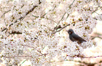 Bulbul in Sakura