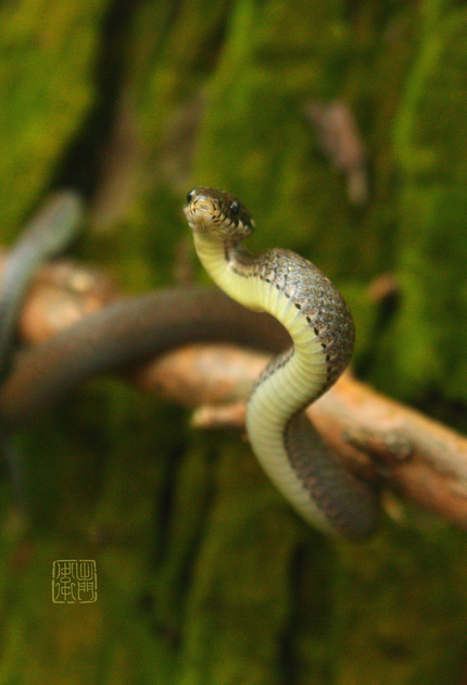Hibakari Snake Underside