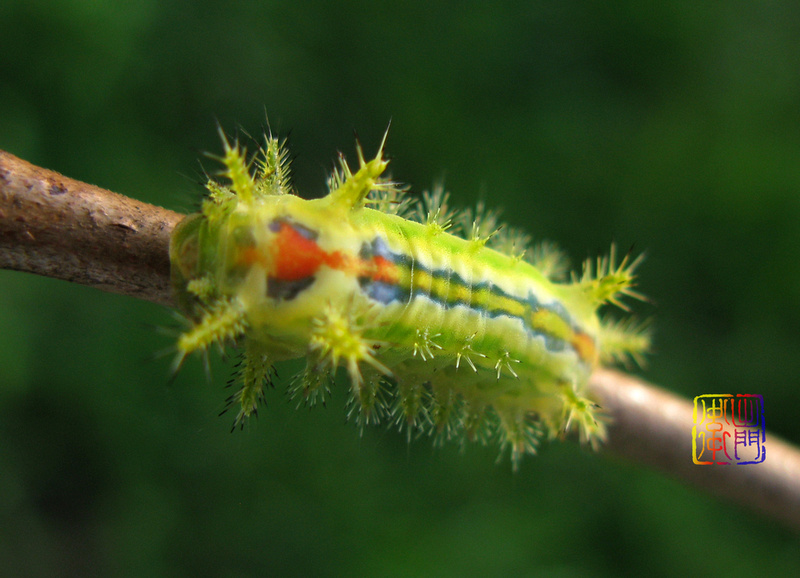 Iraga Caterpillar