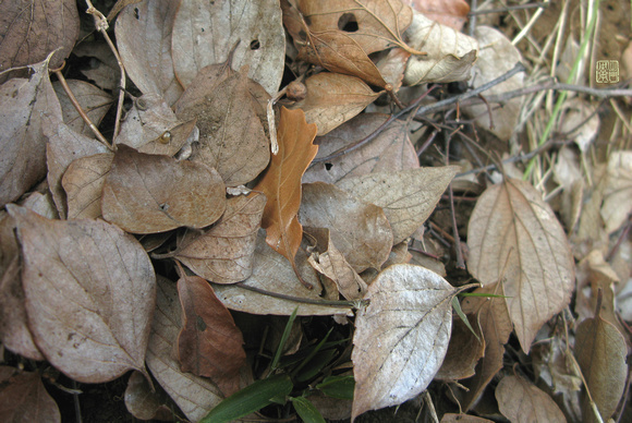 Snail leaves Flickrhanko