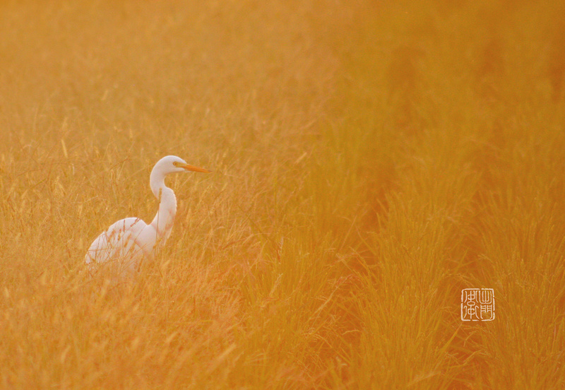 Golden Lit Egret