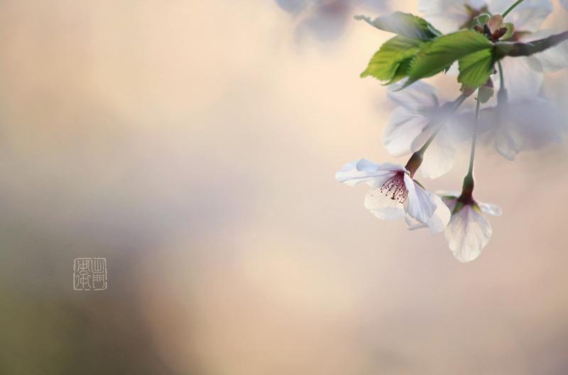 Sakura 7155 FlickrHanko