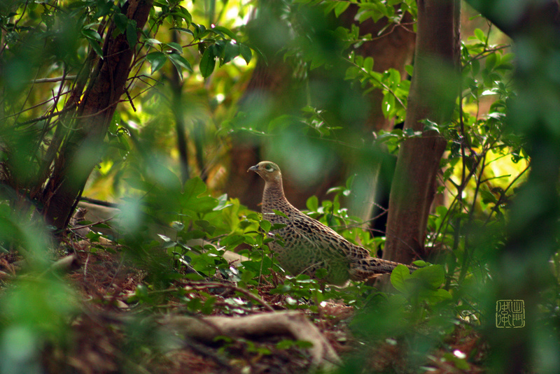 Female Pheasant9759 flickrhanko