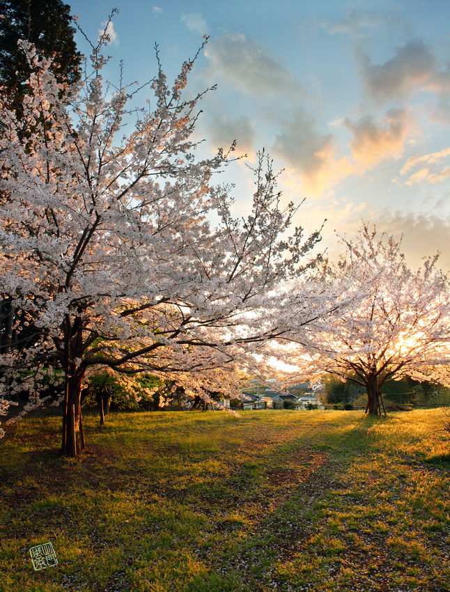 Sakura Sunset Done aLittleMessy Stretch FlickrHanko