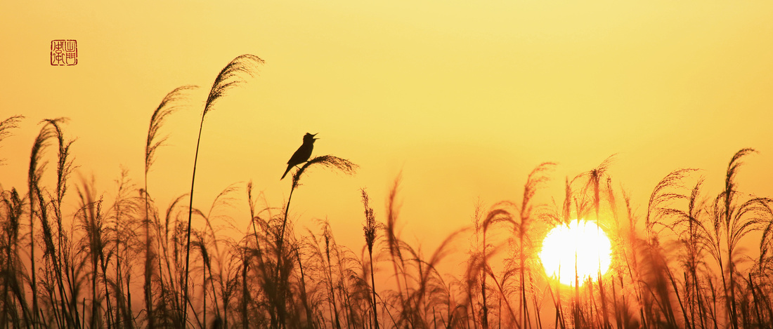 Reed warbler_8796 hanko