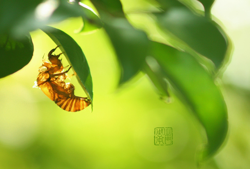 Cicada 01 Flickrhanko