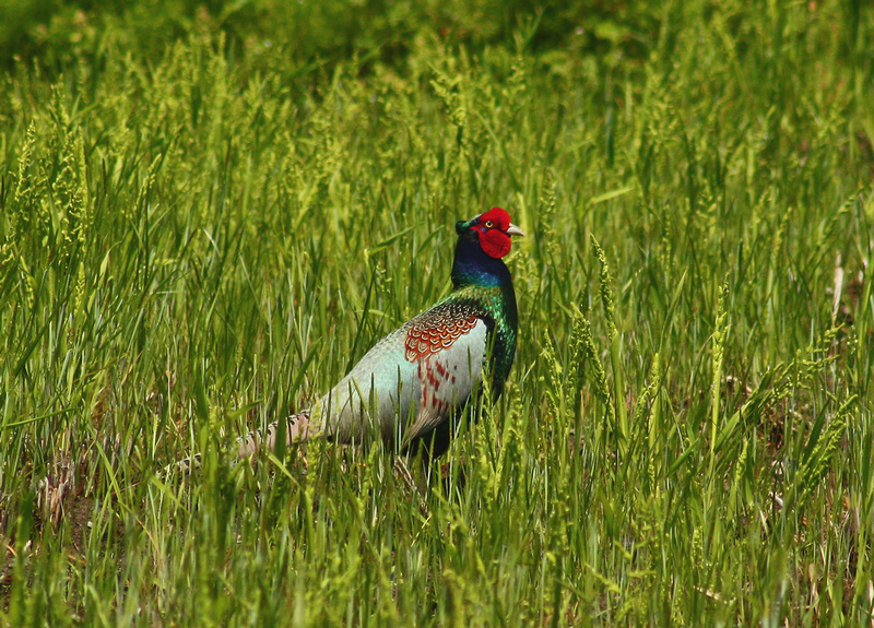 Male Japanese Green Pheasant キジのオス
