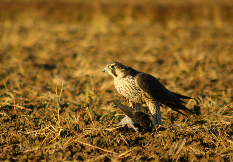 Peregrine Falcon Vs Pigeon  ハヤブサ対鳩