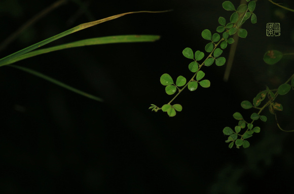 Green plants_7865 Flickrhanko
