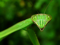Mantis オオカマキリ