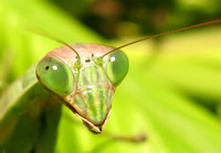 Mantis オオカマキリ