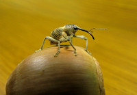 Chestnut Weevil クリシギゾウムシ
