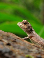 Ryukyu Tree Lizard  サキシマキノボリトカゲ