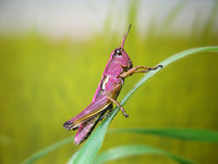 A rare pink morph locust  イナゴの突然変異