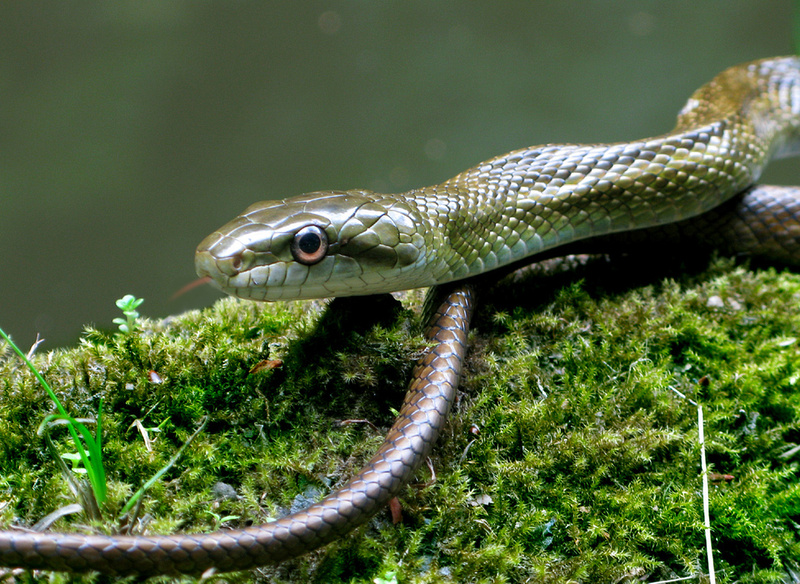 Japanese Rat Snake アオダイショウ