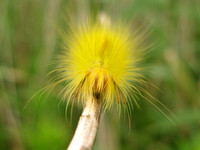 Reed Tussock Moth Caterpillar  スゲドクガの幼虫