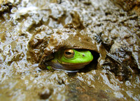 Schlegel's green tree frog  シュレーゲルアオガエル