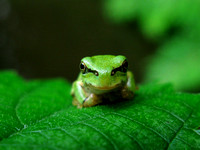 Japanese Green Tree Frog  アマガエル