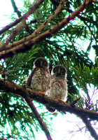 Baby Hawk Owls アオバズクの巣立ちヒナ