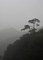 Lone Pine in a Summer Rain Storm