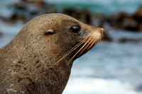 New Zealand Fur Seal  ニュージーランドオットセイ