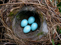 Dunnock Eggs ヨーロッパカヤクグリの卵