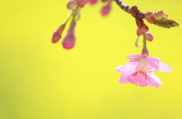 Kawazu Flowering Cherry  カワズサクラ