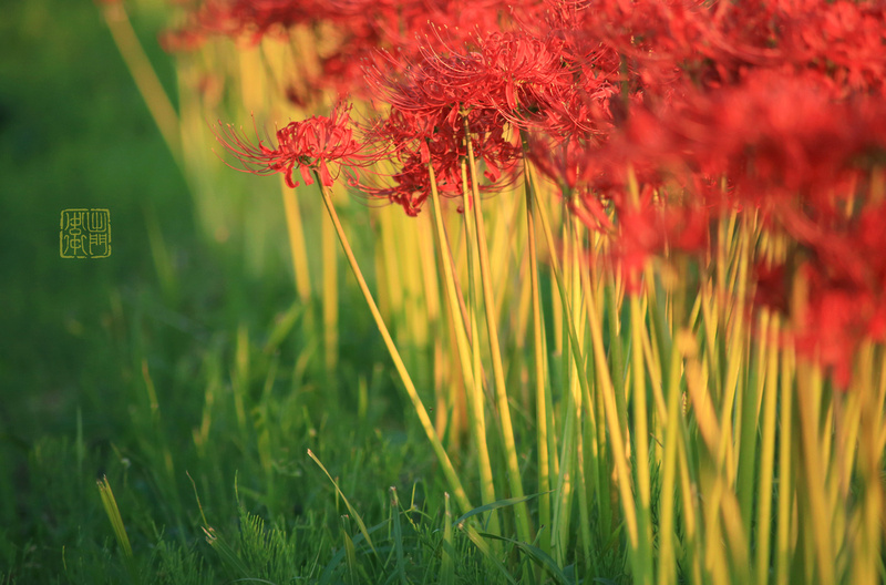 Spider lilies_8951 Rakkan