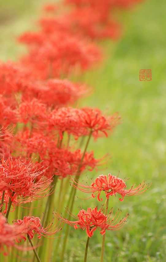 Spider Lillies Row_9287 Done hanko