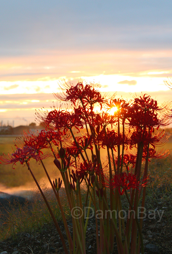 Spider lillies and a bonfire Flickrhanko