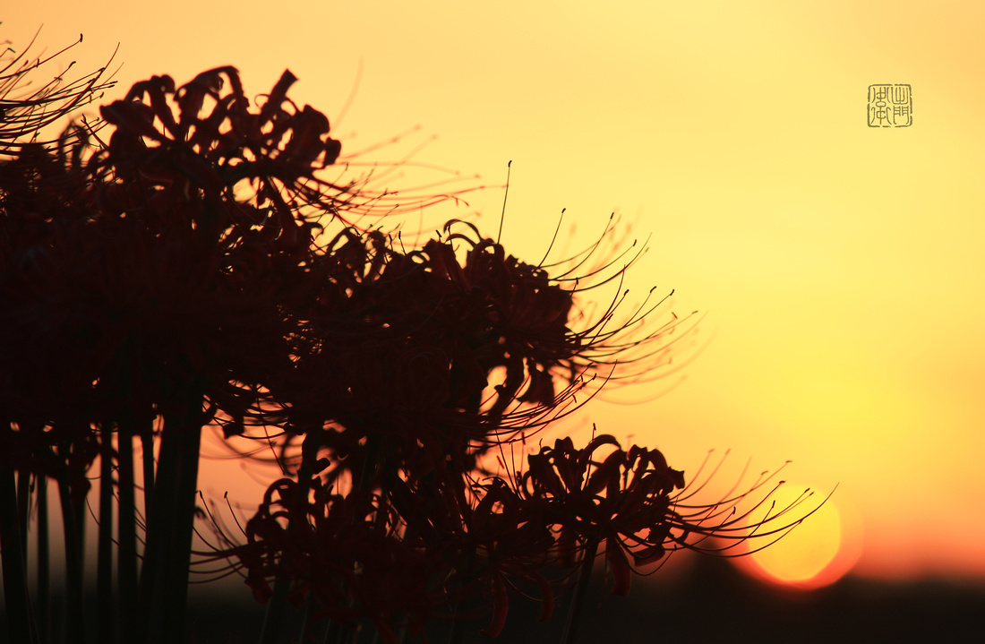 Spider Lilies_9392 hanko