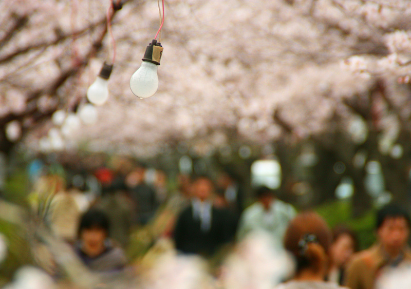 Hanami Bulbs　花見の電球