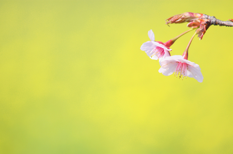Sakura and a field of yellow flowers　桜の菜の花